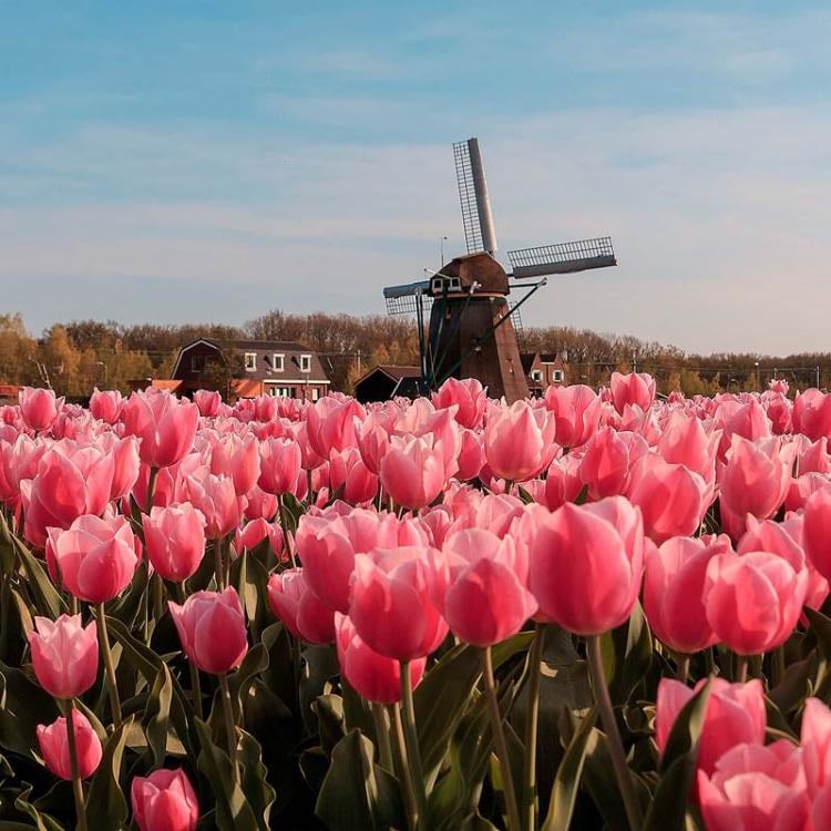 Tulips