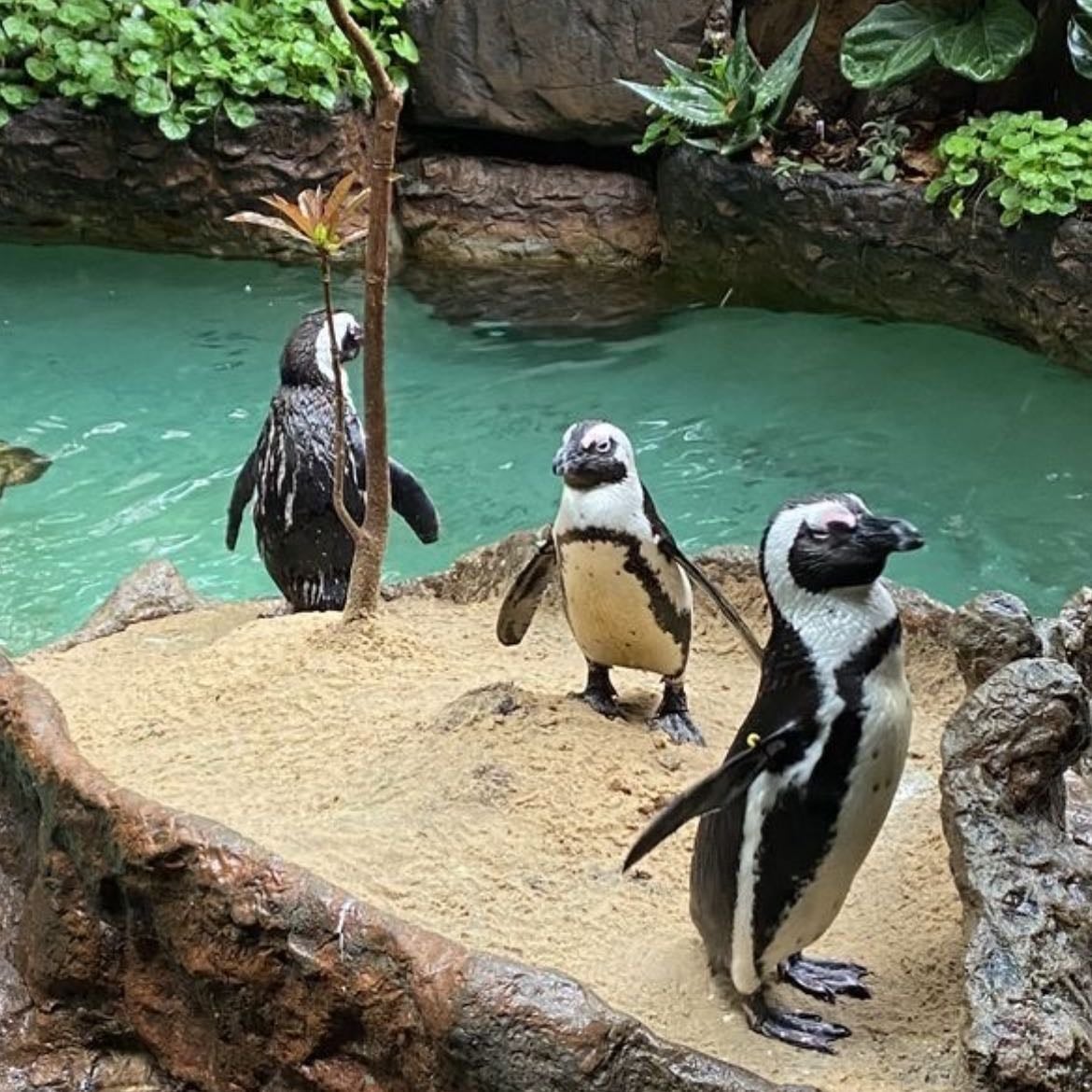 zoo