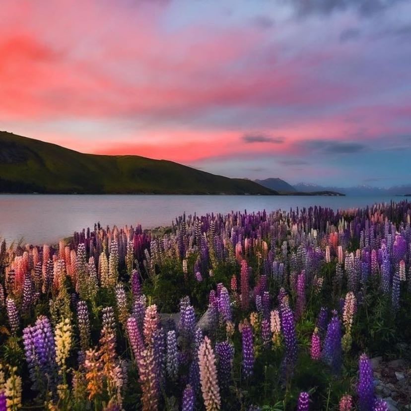 new zealand