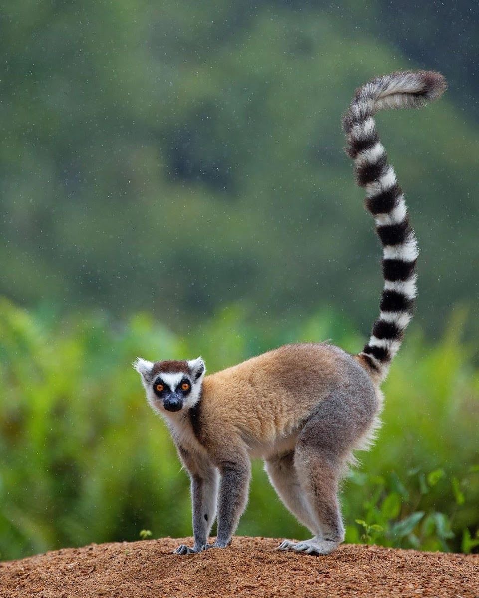 Madagascar - 🇲🇬 🐒