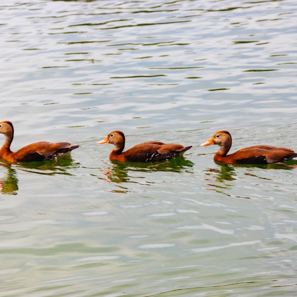 🦆 - Un grupito bello 🧡