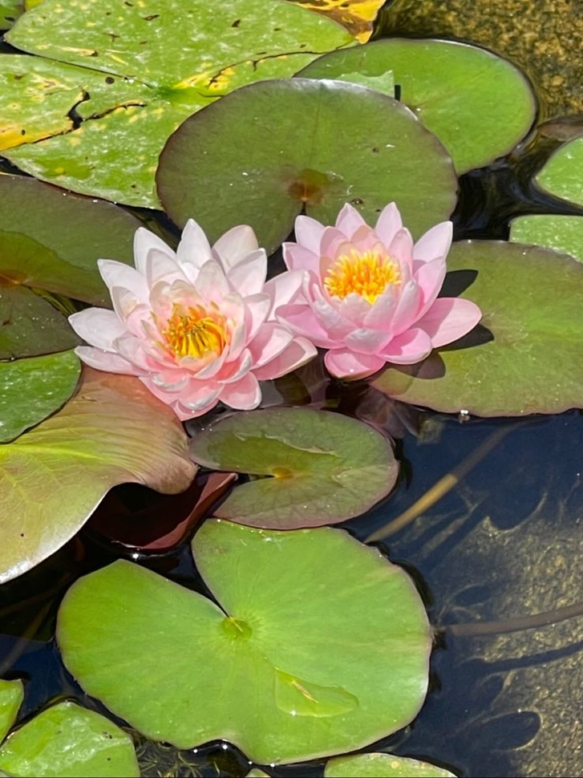 🪷lotus