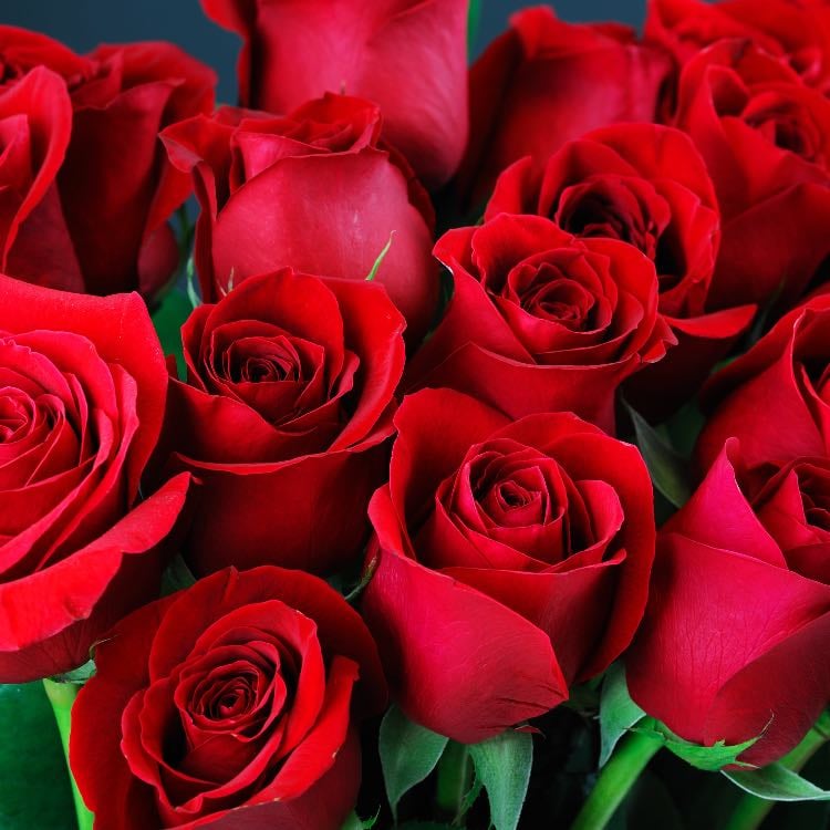 Roses - Why not?