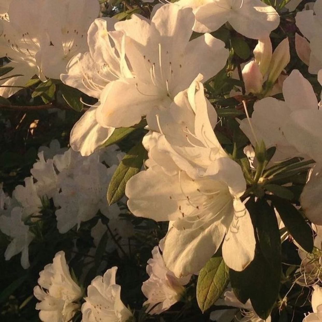 Everything is beautiful
when you look at it with love
