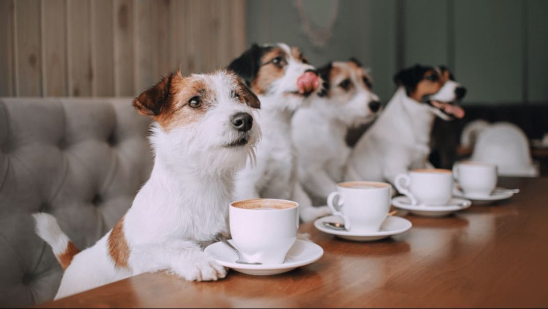 Café à chien