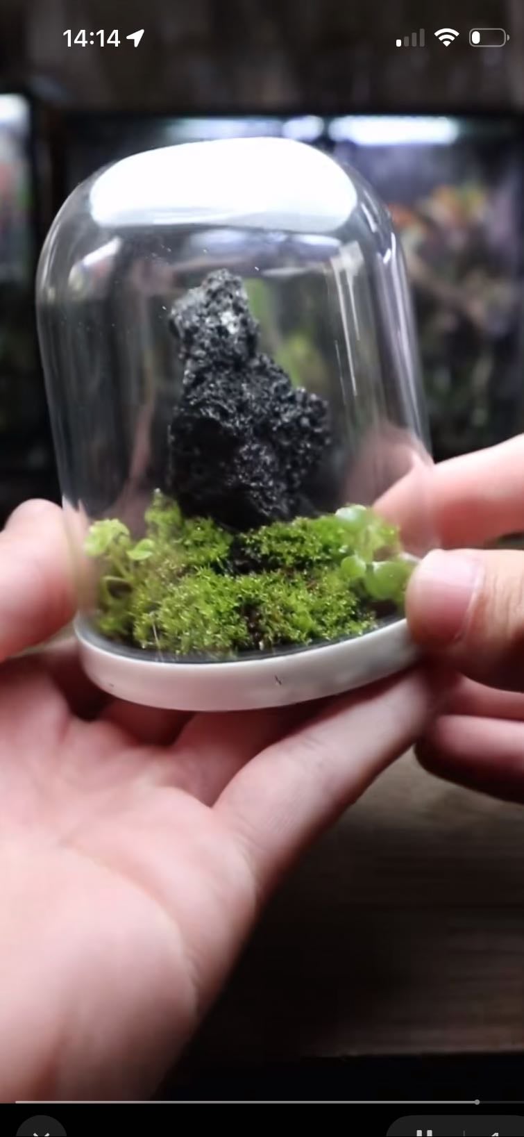 terrarium (pot de Nutella)