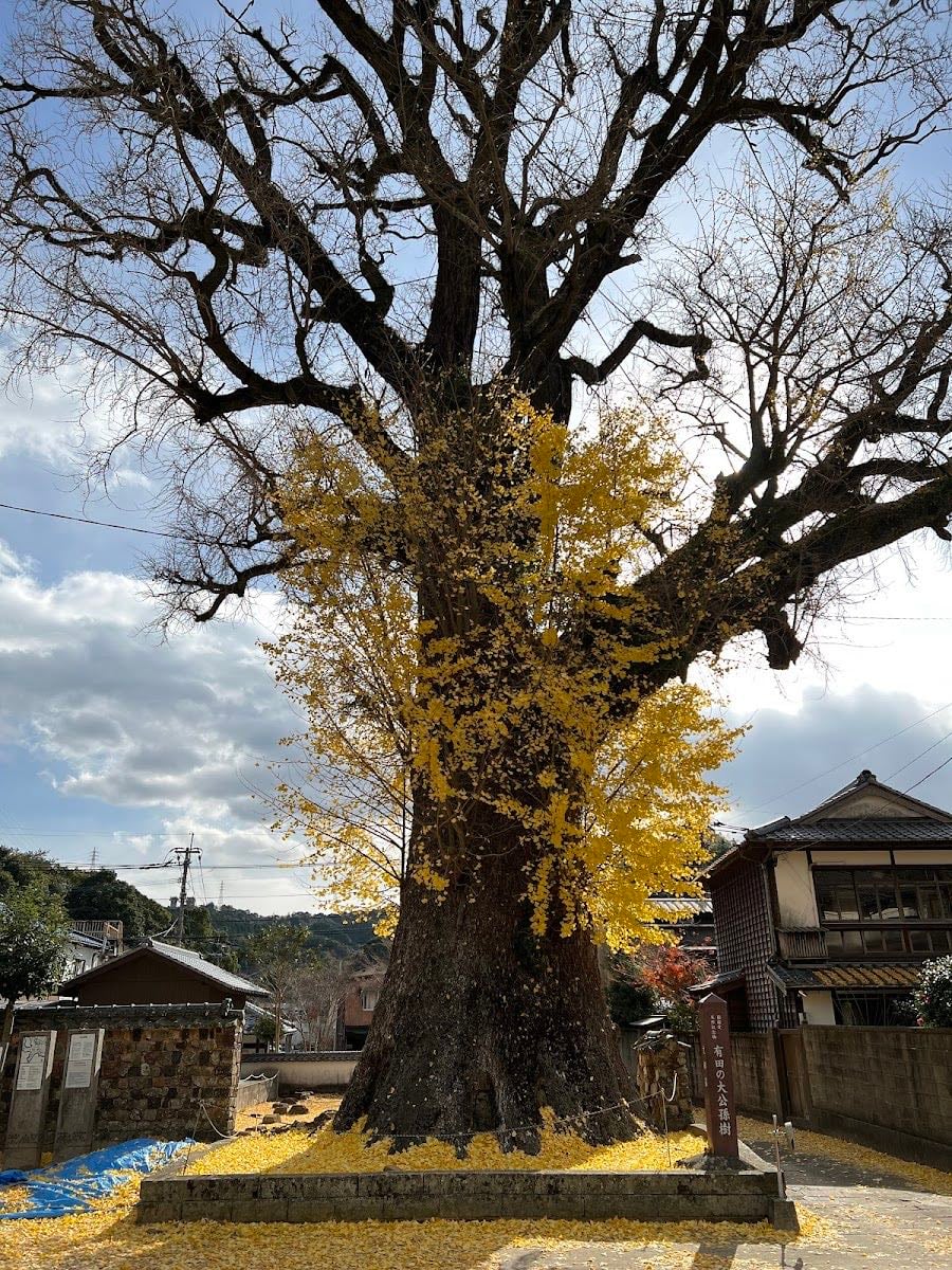 Ginkgo Tree of Arita