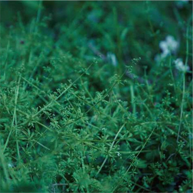 daidai naru - Song · chouchou merged syrups.