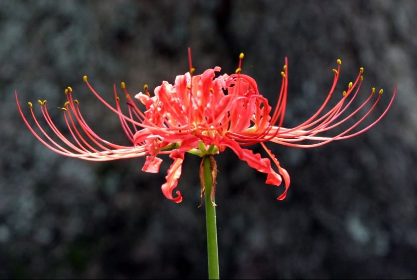 Red spider Lilly - Lycoris radiata