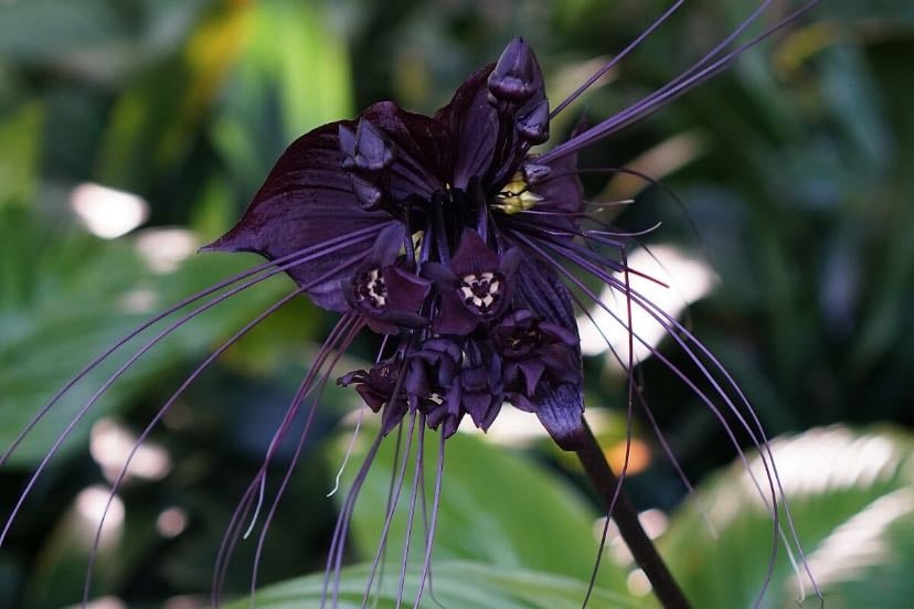 Black bat flower - Tacca Chantrieri