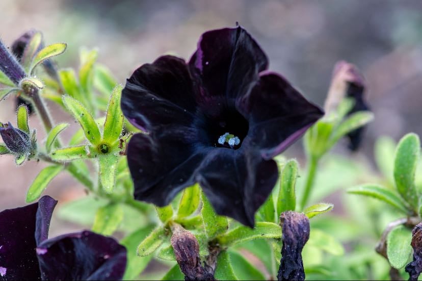 Petunia black velvet “Balpevac” - Petunia hybrida