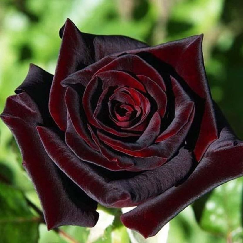 Black baccara rose - Rosa Meidebenne