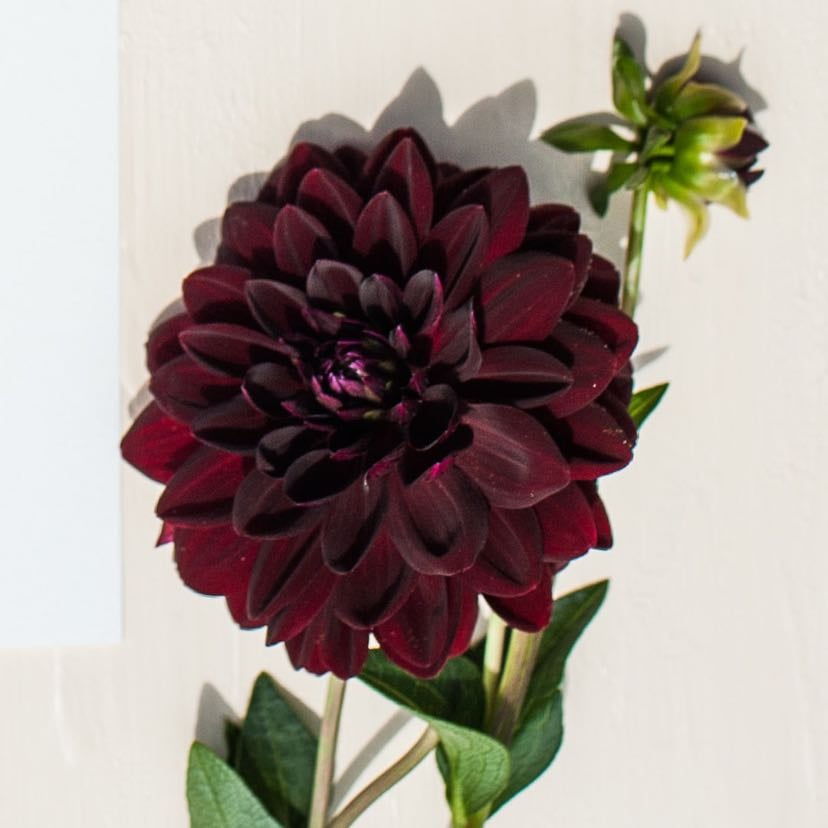Black dahlia - Dahlia Pinnata