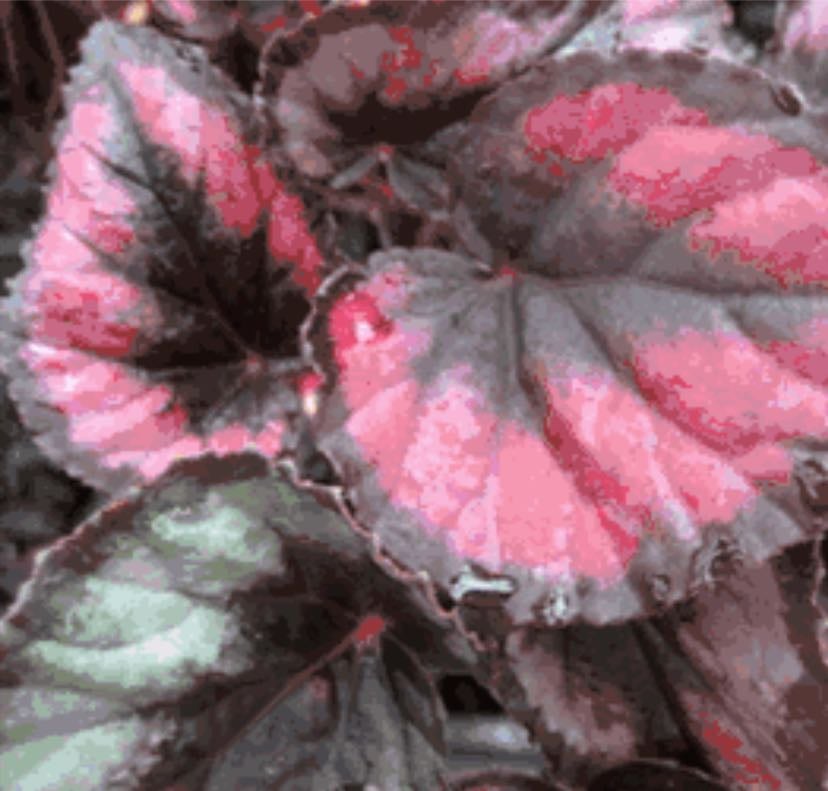 Begonia red heart - Rex begonia