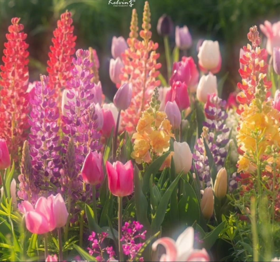 Flores y plantas π·πΌπͺ»πΊ - Products hypelist by ππππ