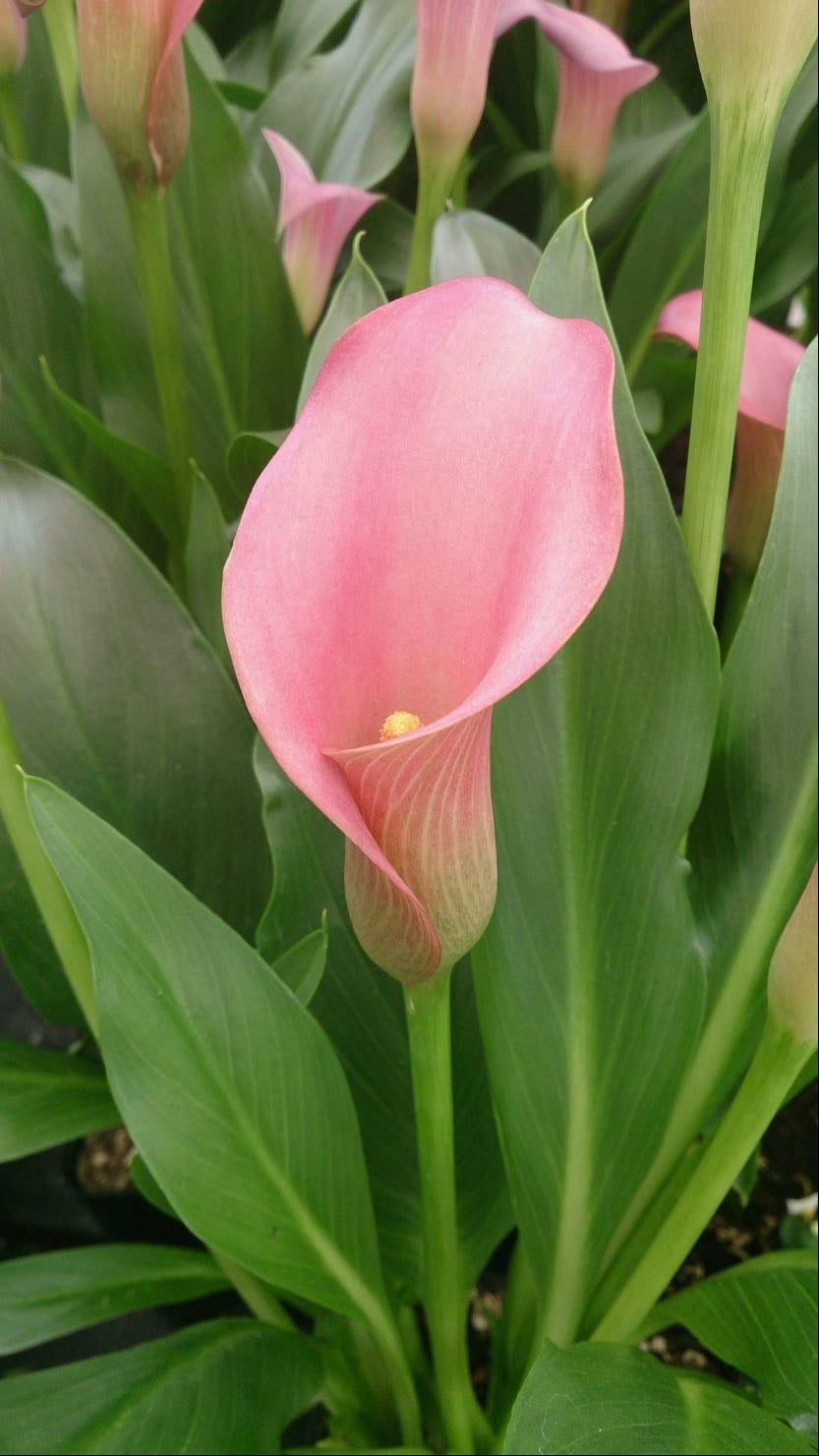 Cala - Zantedeschia