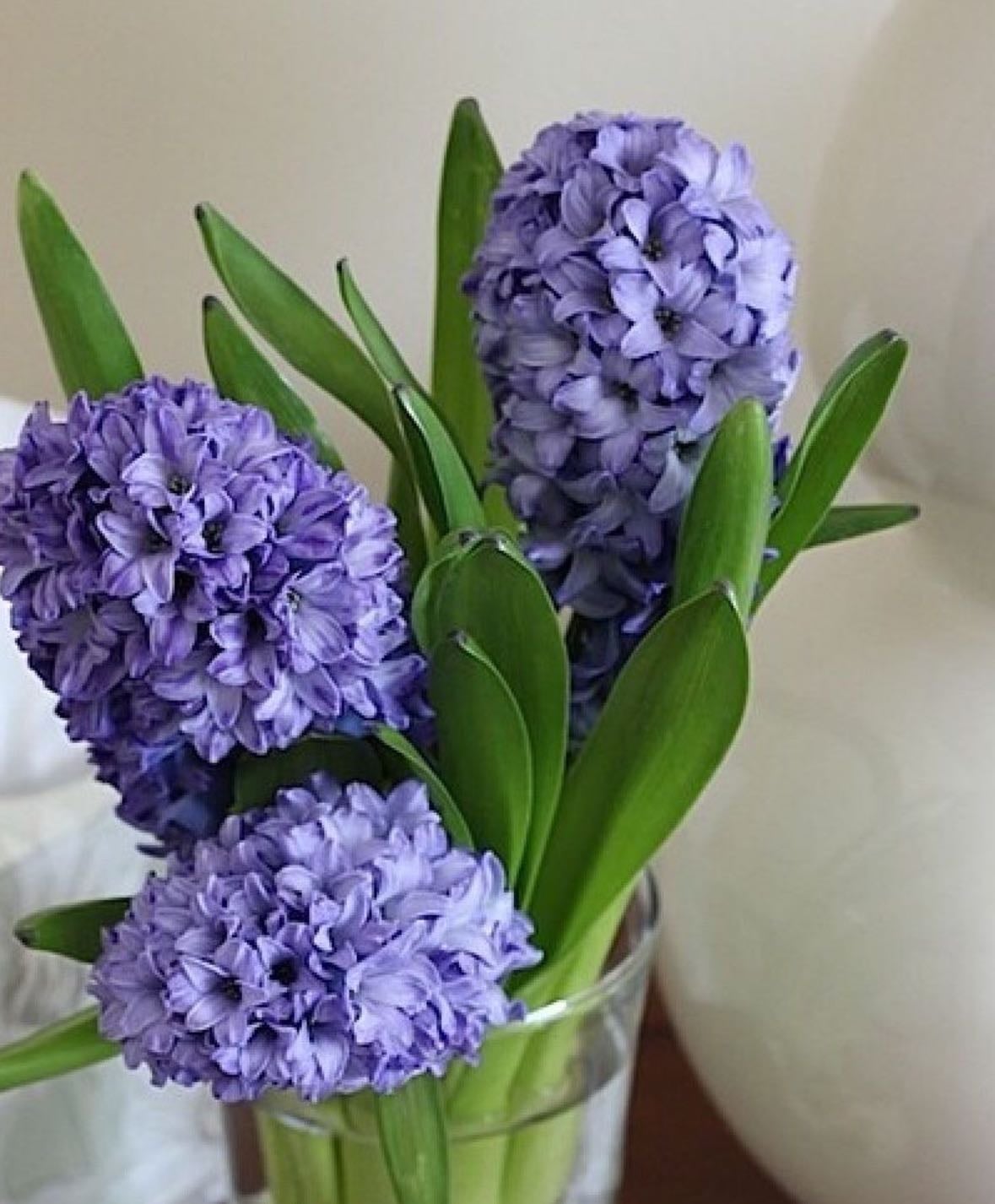 Jacintos - Hyacinthus orientalis