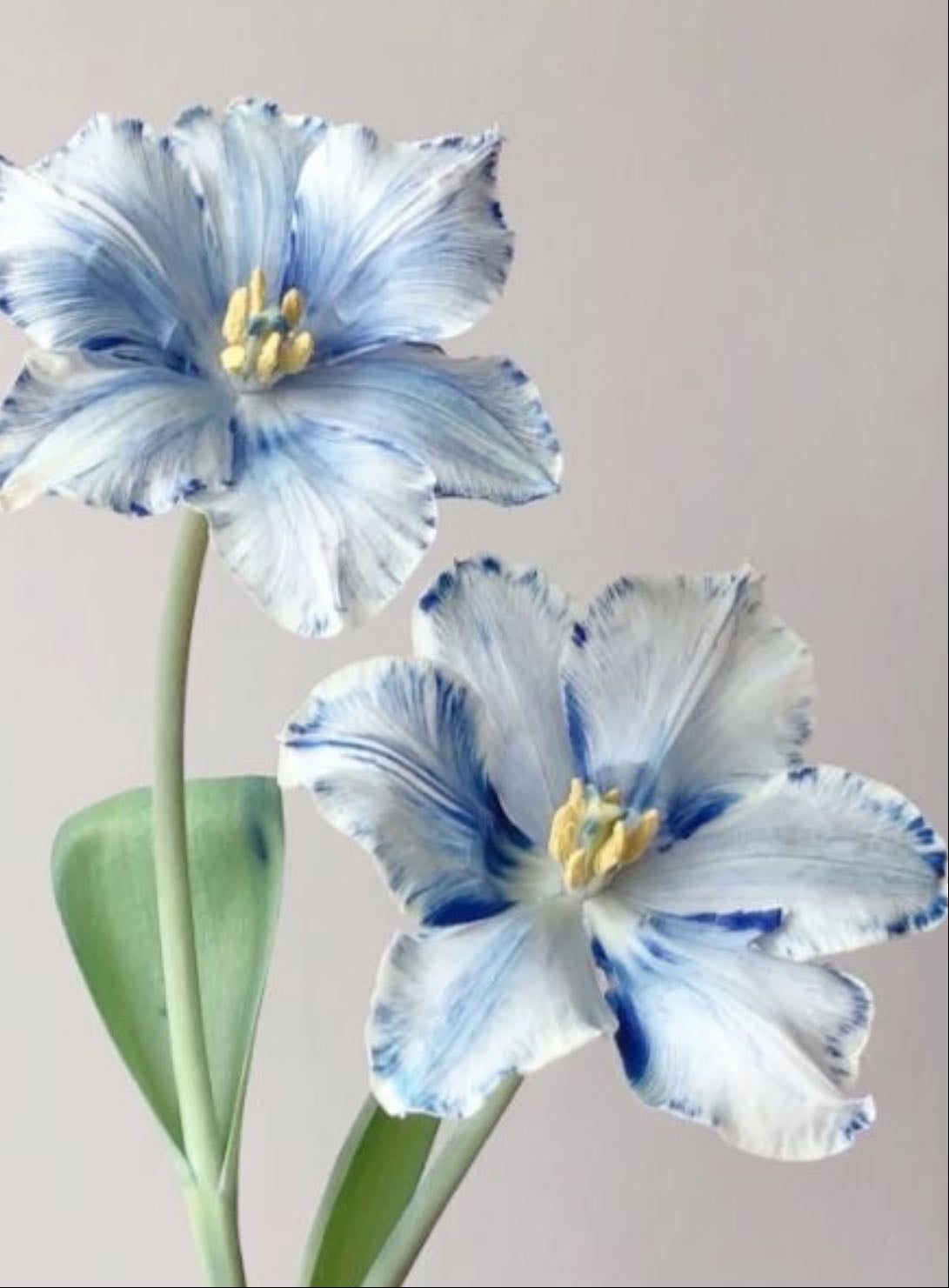 TulipΓ‘n papagayo - Tulipa