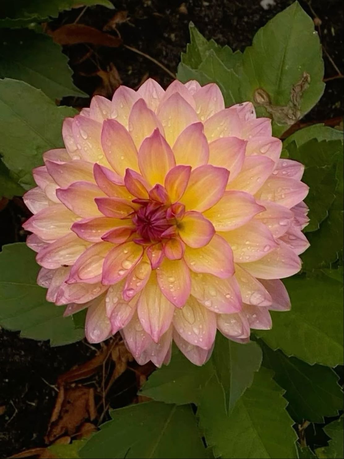Dalia - Dalia Pinnata