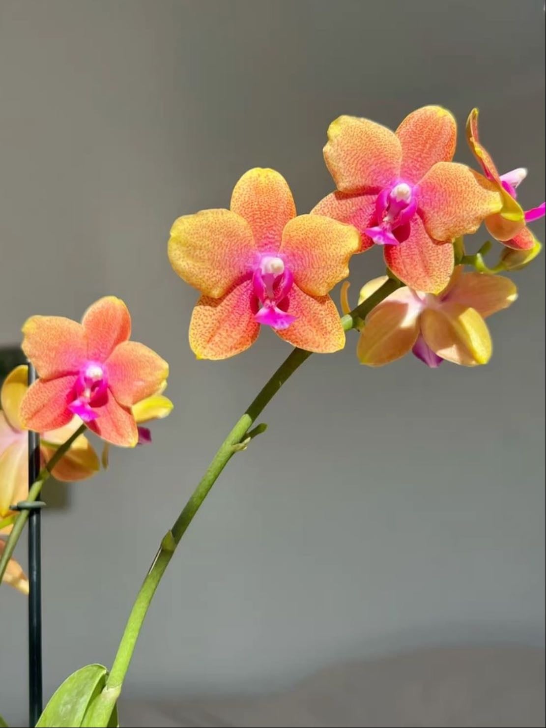 OrquΓdea hΓbrida - Doritaenopsis