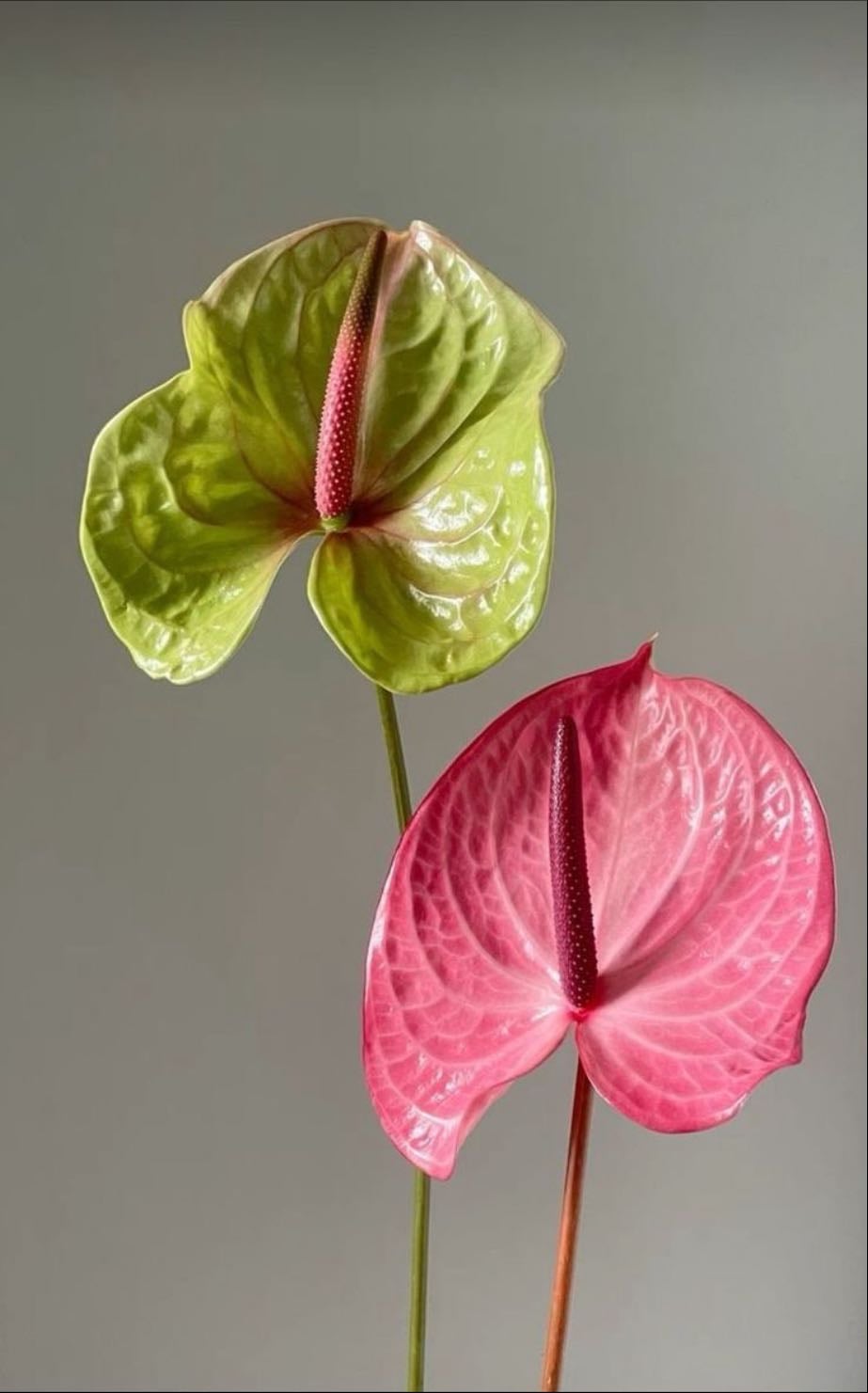 Anturio - Anthurium andreanum