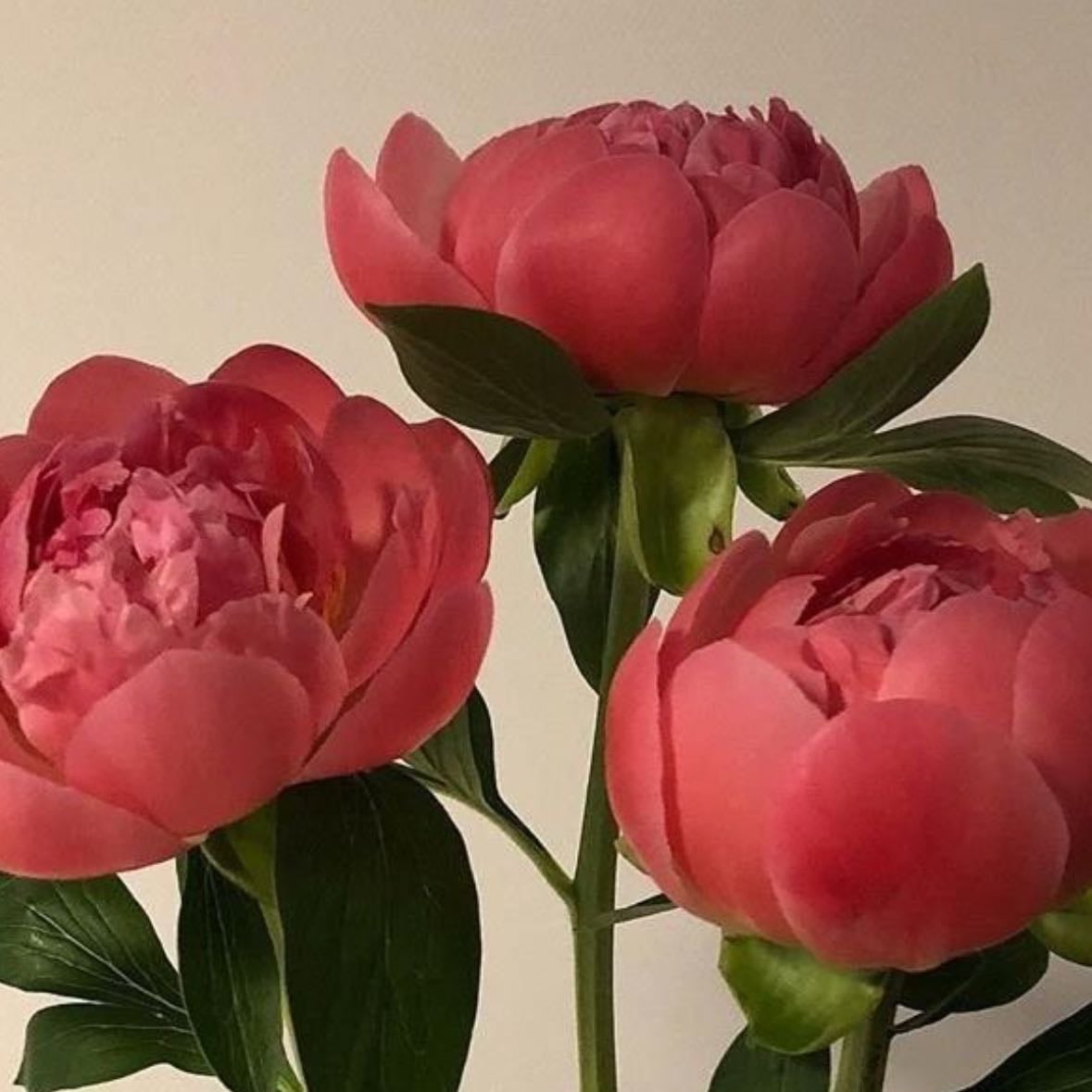 Peonias - Paeonia
