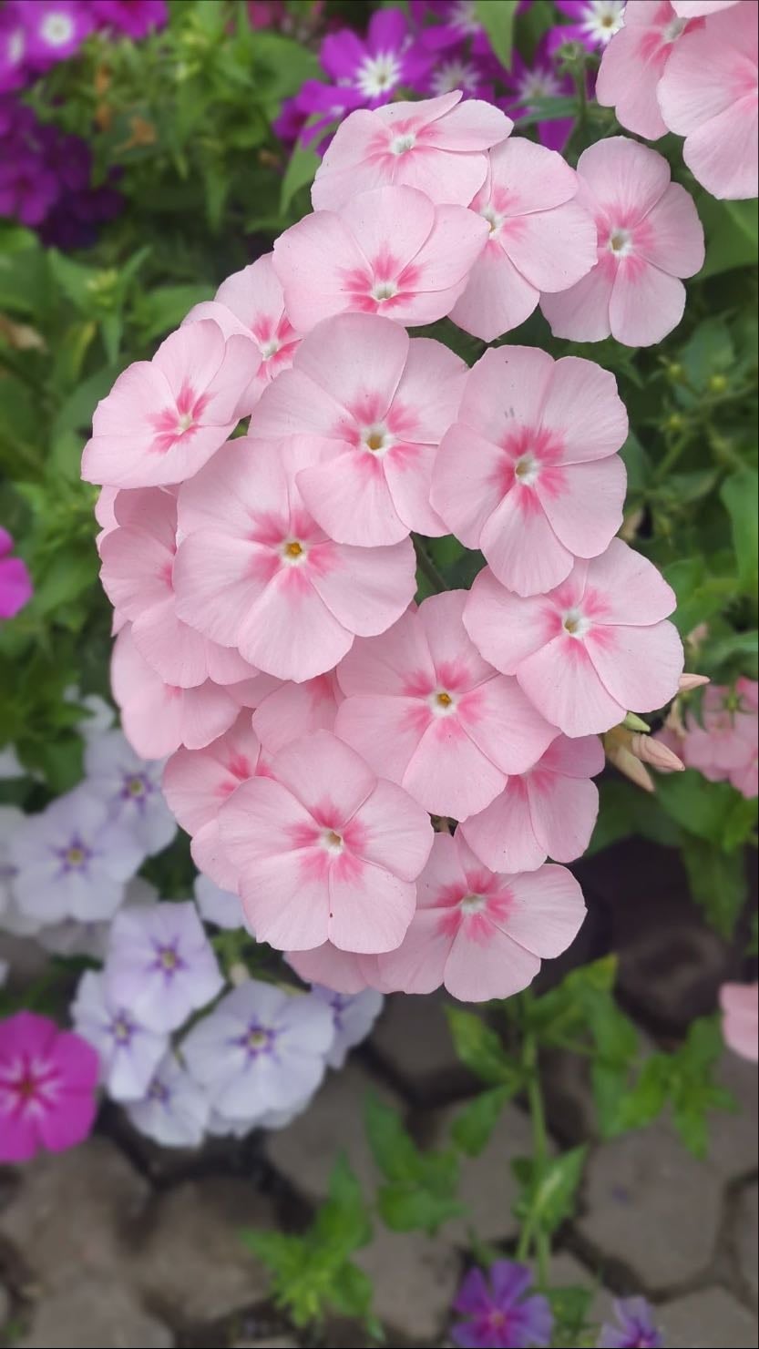 Phlox - Phlox paniculata y drummondii