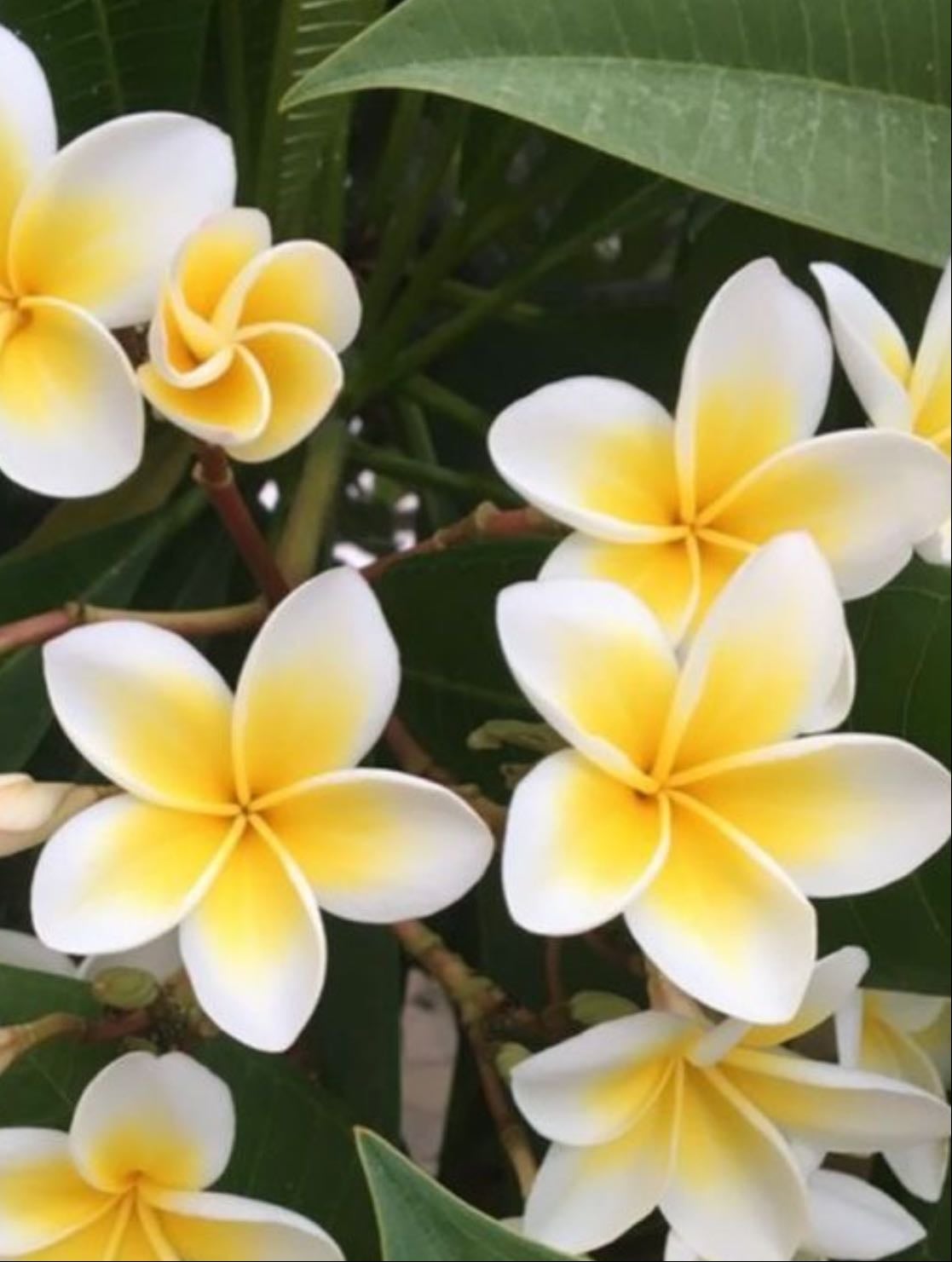 Flor de Mayo - Plumeria rubra