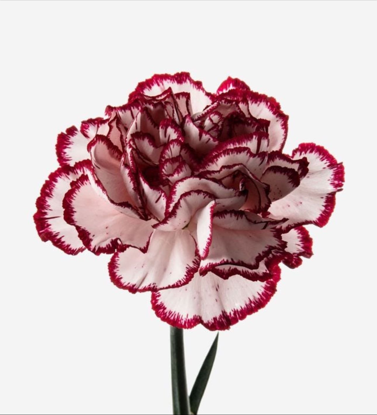 Carnation - Dianthus caryophyllus