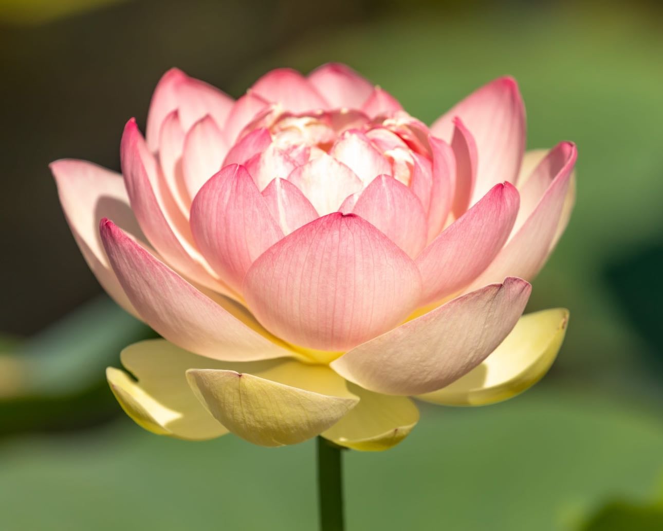 Lotus - Nelumbo Nucifera