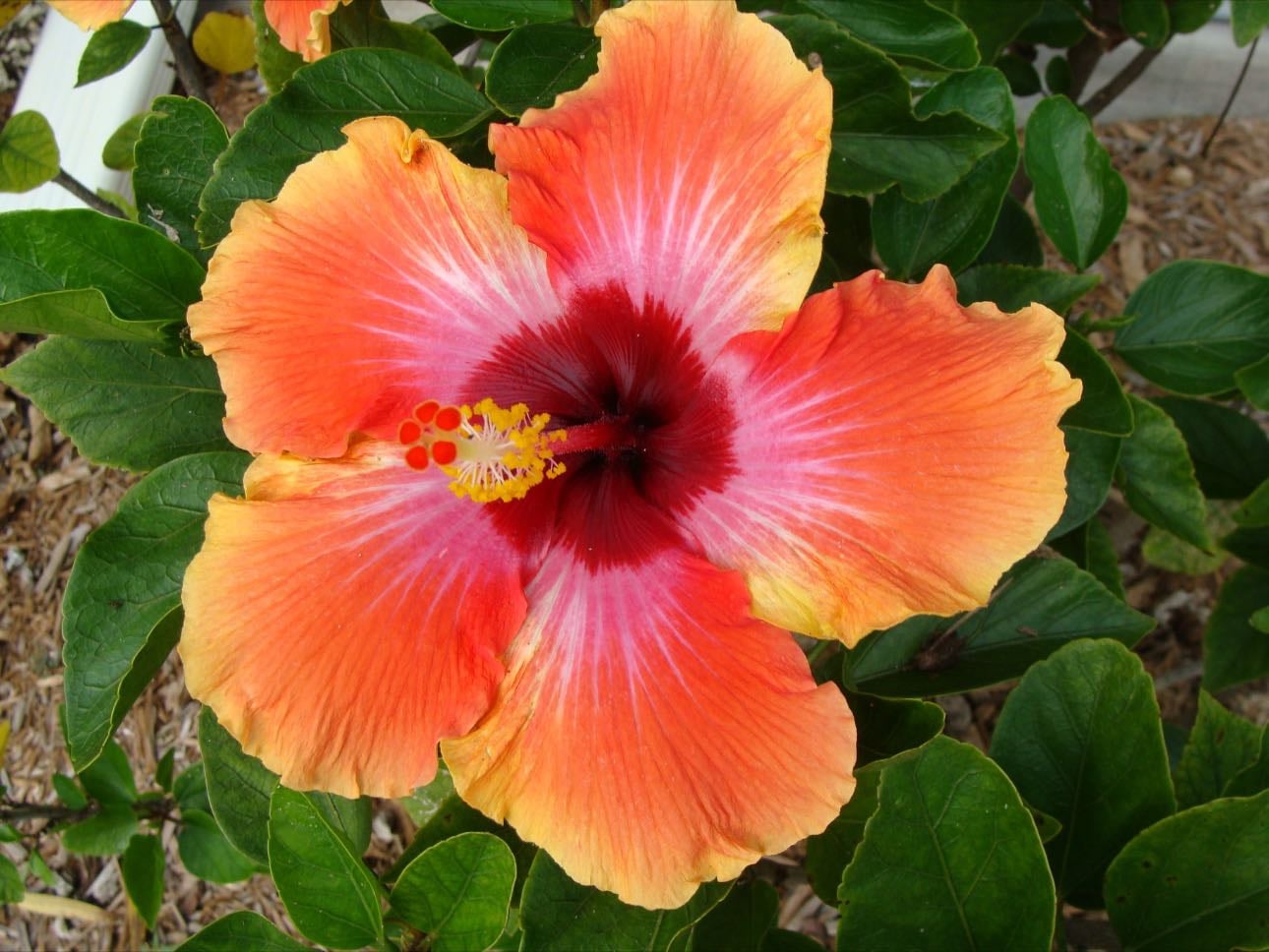 Hibiscus - Tropical Hibiscus