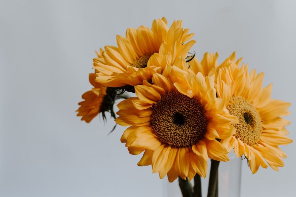 Sunflower - Helianthus