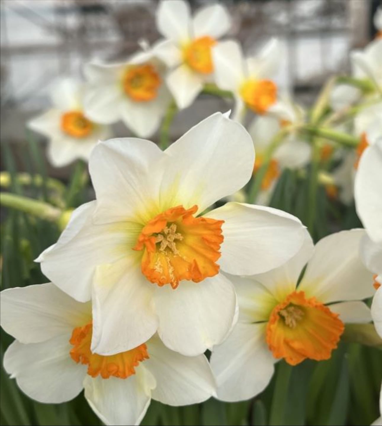 Narcissus - Narcissus Poeticus