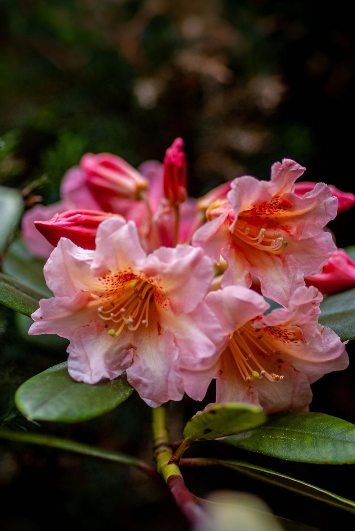 Rhododendron - Rhododendron ferrugineum