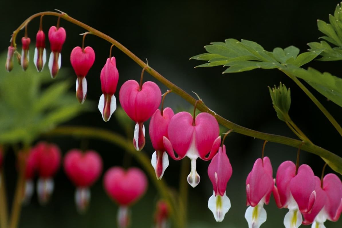 Bleeding Heart - Lamprocapnos spectabilis