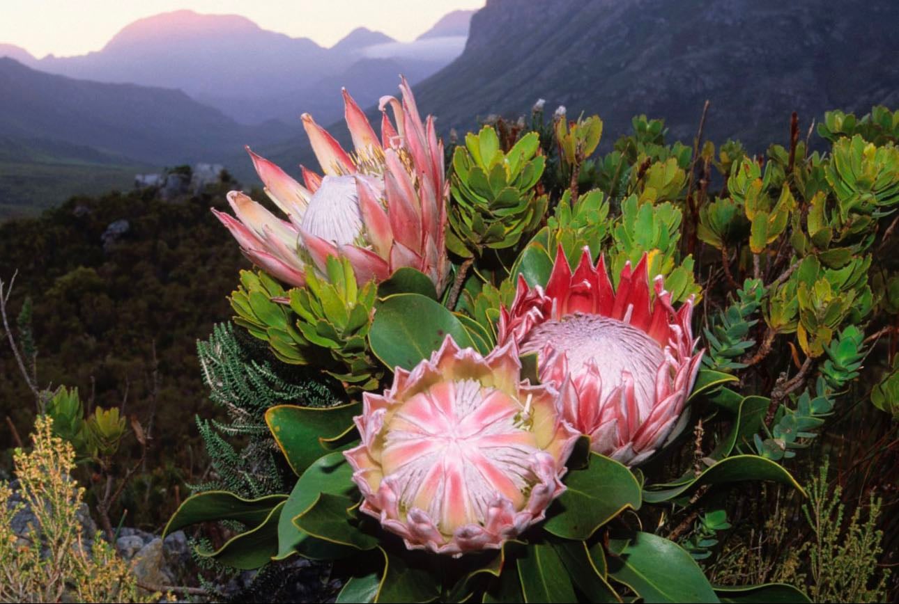 King Protea - Protea cynaroides