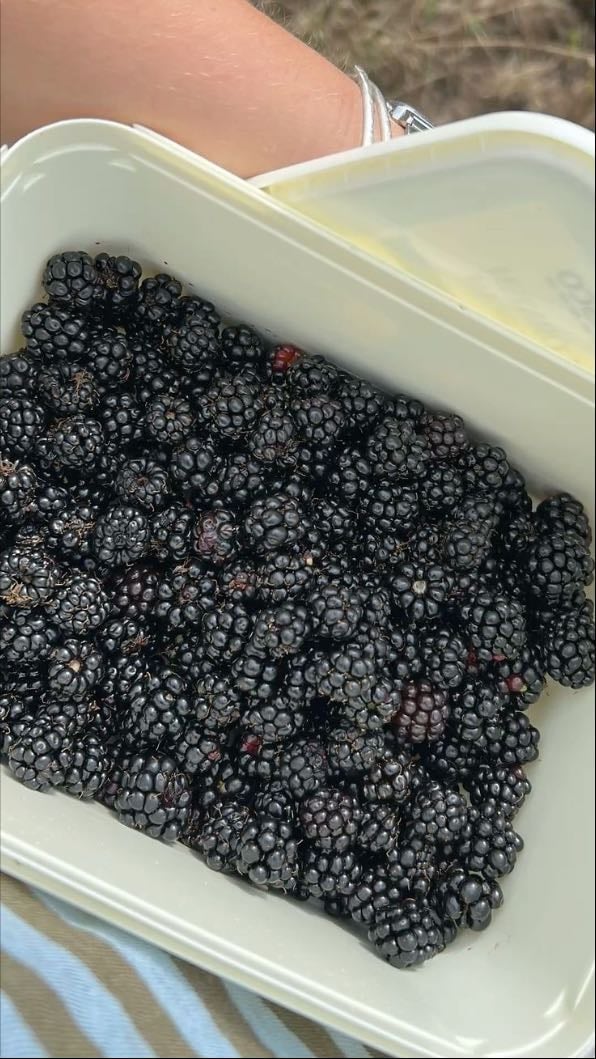 Pick blackberries