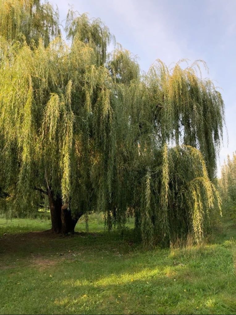 Willow tree