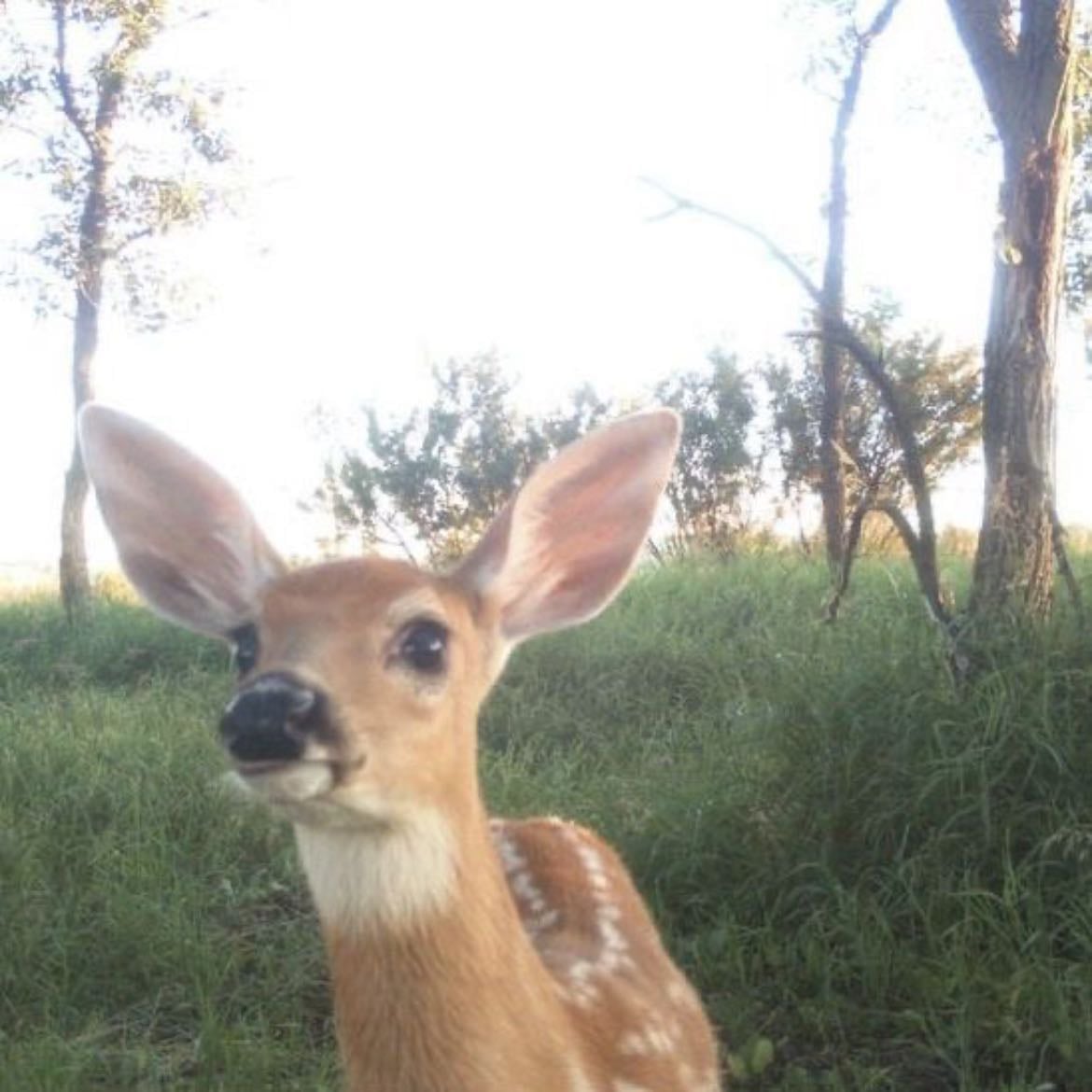deer