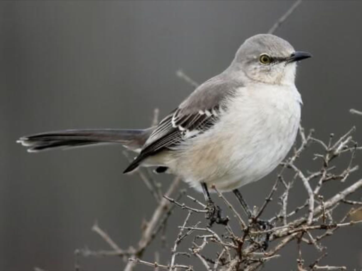 Northern Mockingbird - Mimus