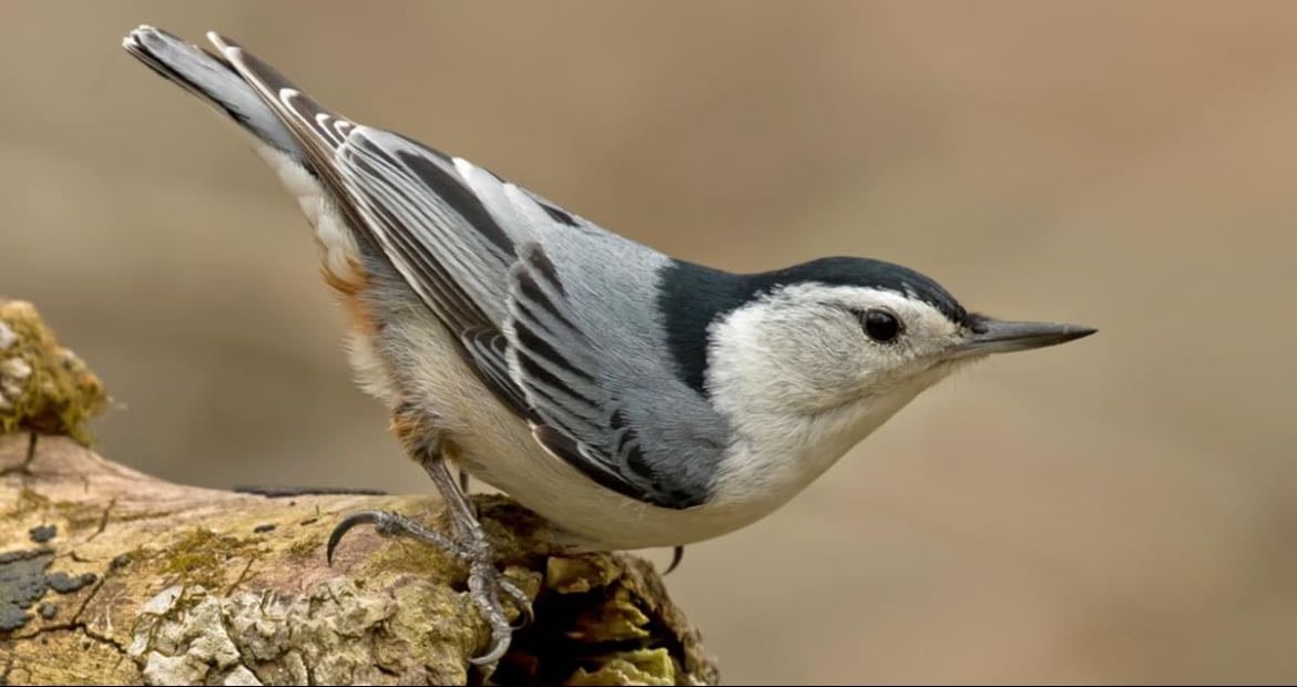 White Breasted Nuthatch - Sitta