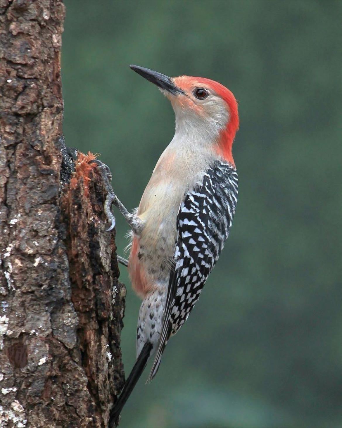 Red Bellied Woodpecker - Melanerpes