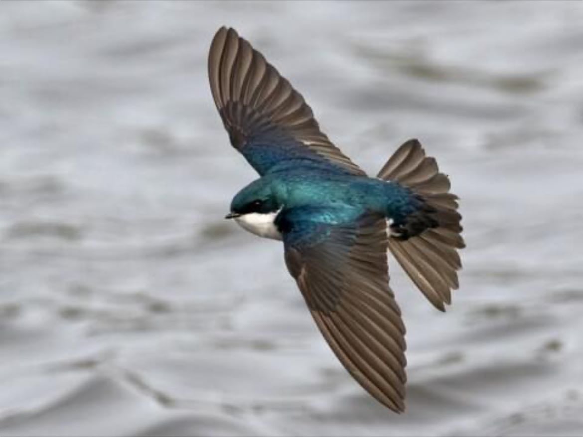 Tree Swallow - Tachycineta