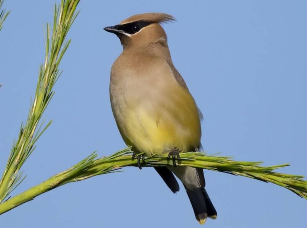 Cedar Waxwing - Bombycilla