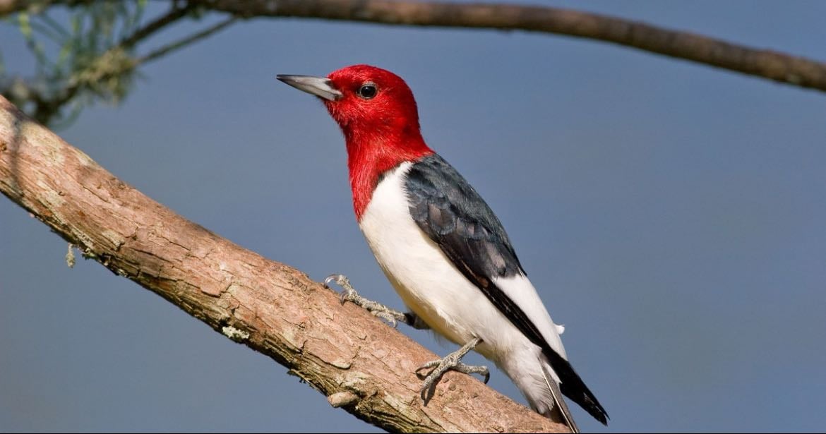 Red Headed Woodpecker - Melanerpes