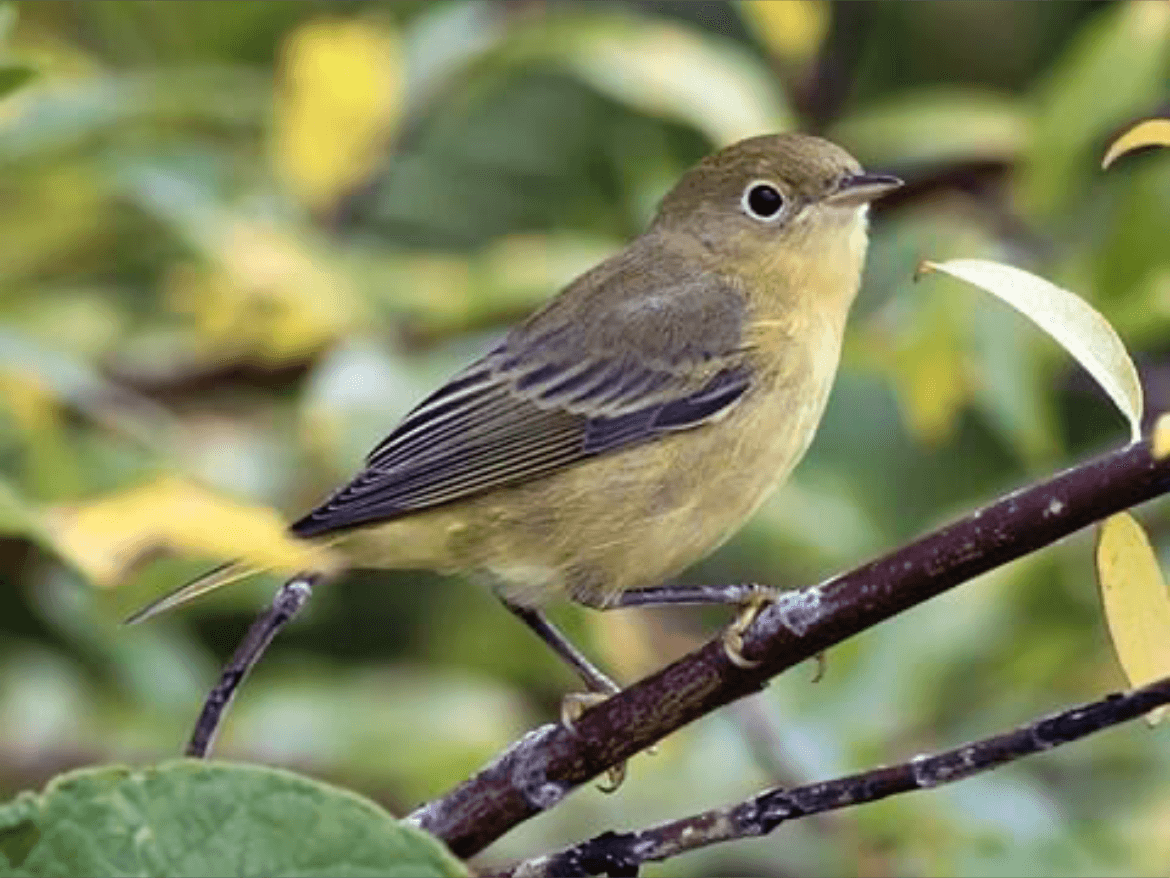 Yellow Warbler - Setophaga