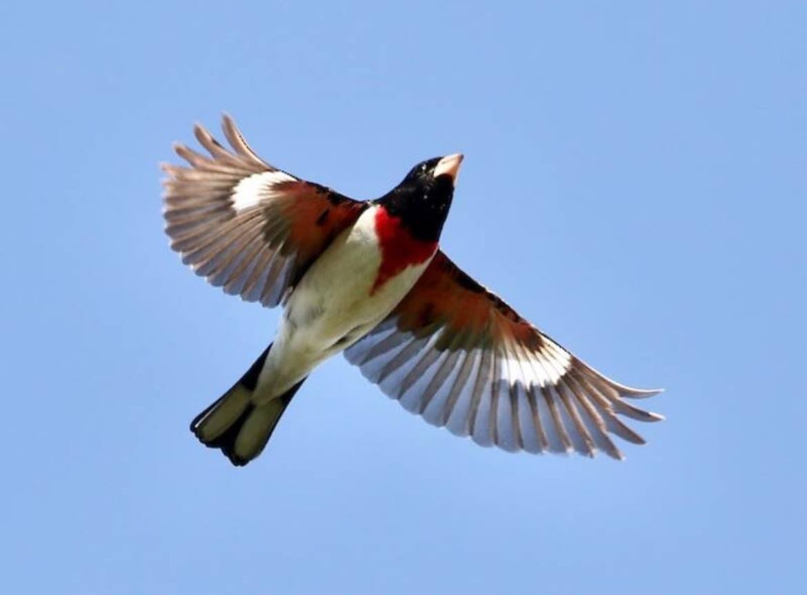 Rose-Breasted Grosbeak - Pheucticus
