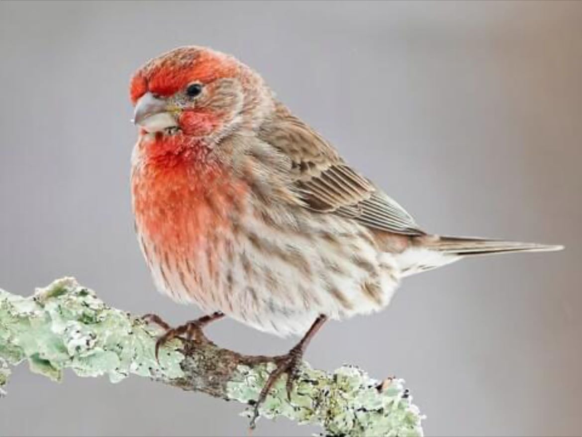 House Finch - Haemorhous