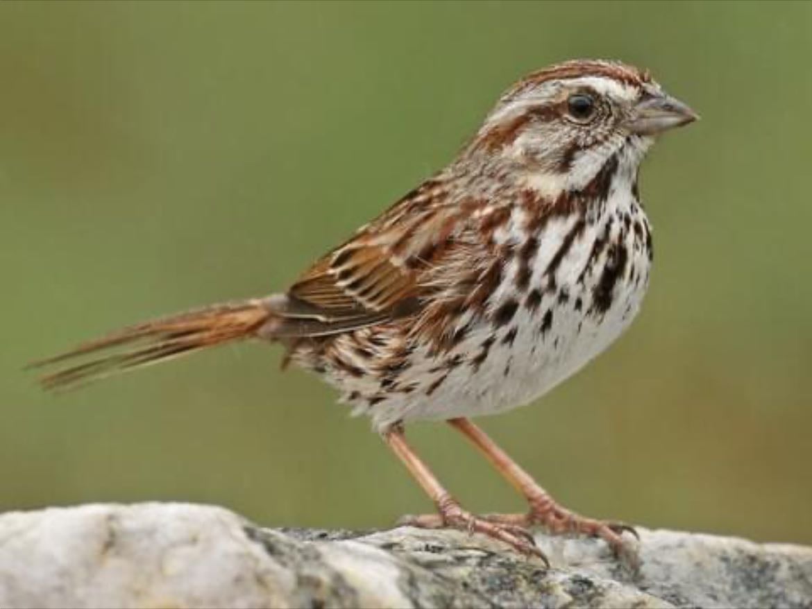 Song Sparrow - Melospiza