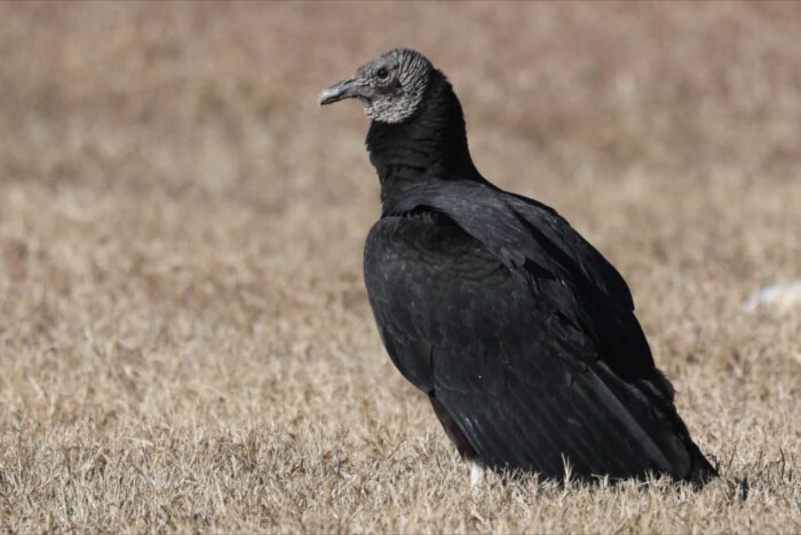 Black Vulture - Coragyps